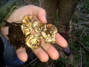 ringslangeierschalen 010415